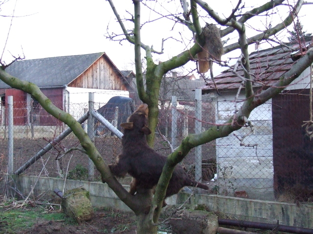 Sarreti Vadasz Celli