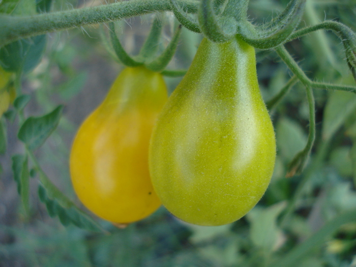 Tomato Yellow Pear (2010, Aug.24) - Tomato Yellow Pear