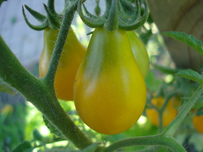 Tomato Yellow Pear (2010, Aug.24) - Tomato Yellow Pear