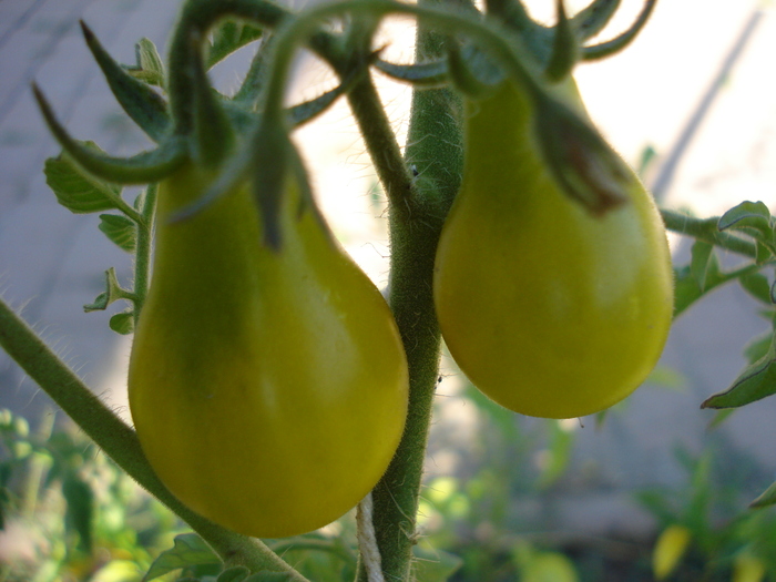 Tomato Yellow Pear (2010, Aug.24) - Tomato Yellow Pear