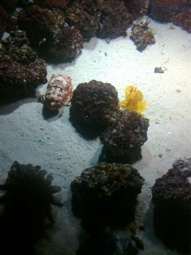 Photo0102 - AQUARIUM LONDRA