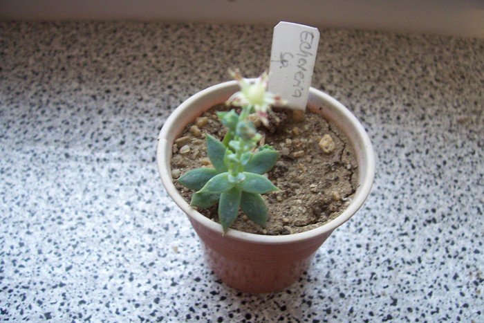 Graptopetalum macdougllii saxifraga