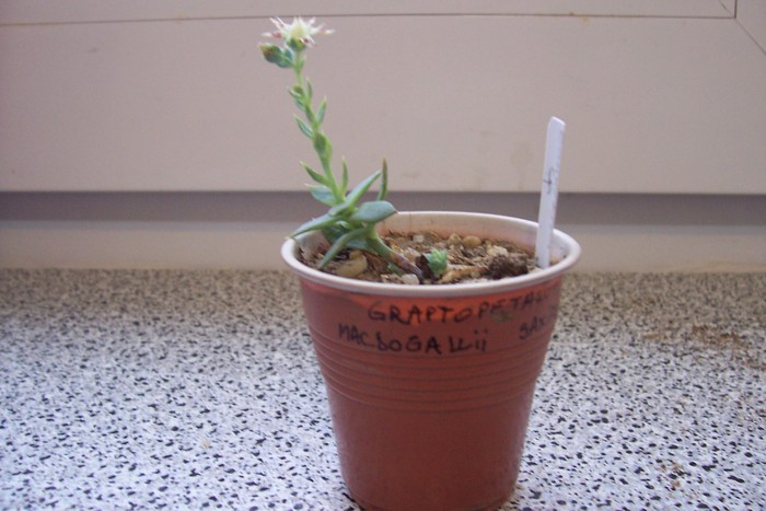 Graptopetalum macdougllii saxifraga
