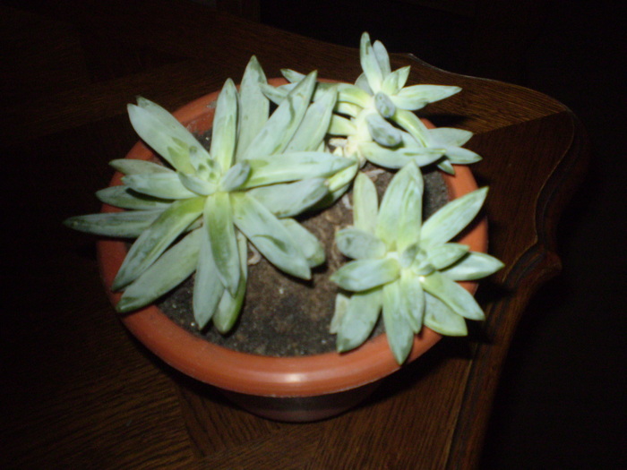 echeveria; echeveria
