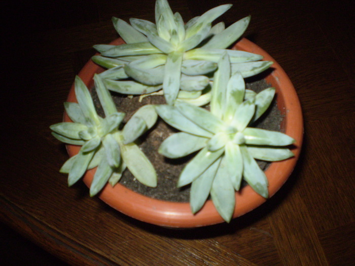 echeveria; echeveria
