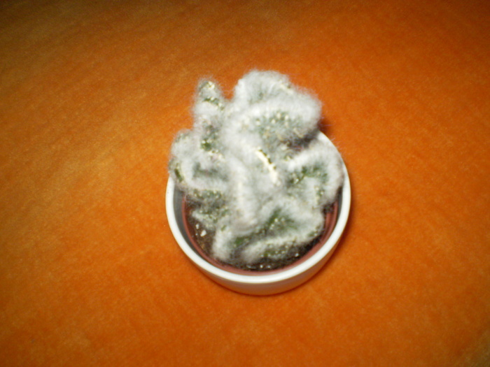 cactus - 02 LUNA FEBRUARIE 2011