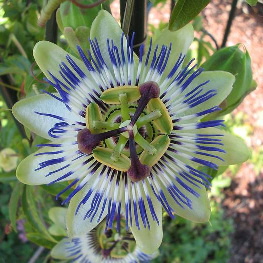 PassifloraCaerulea_Bluete_von_oben - Florile in adevaratul sens