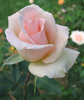 light_pink_rose_01