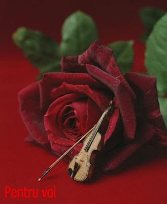 muzica-trandafirului - Florile in adevaratul sens
