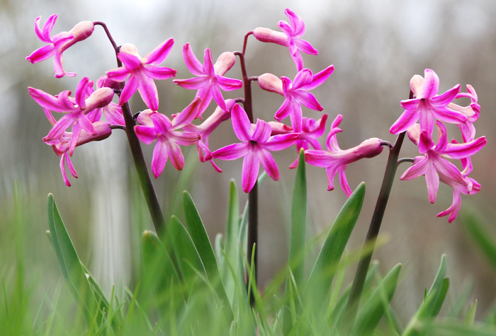 Pinky%20Violet%20Zambila%20Field - Florile in adevaratul sens