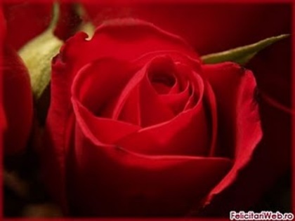 Trandafir_iubit - Florile in adevaratul sens