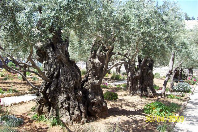 Maslini batrani  din Gradina GETHSEMANI.