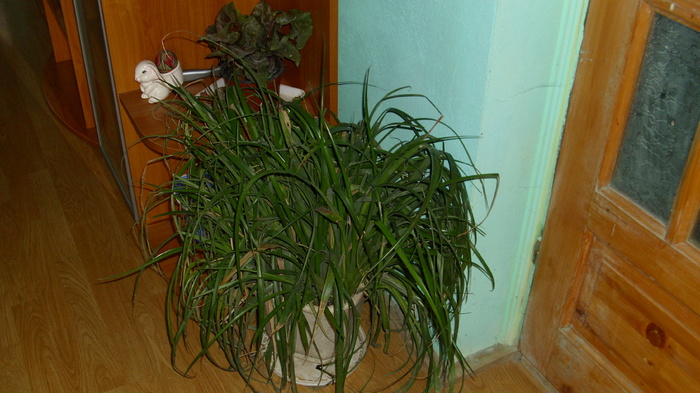 billbergia - plantele mele