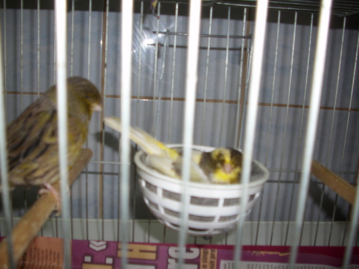 canari  2011 001