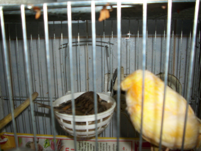 canari  2011 002