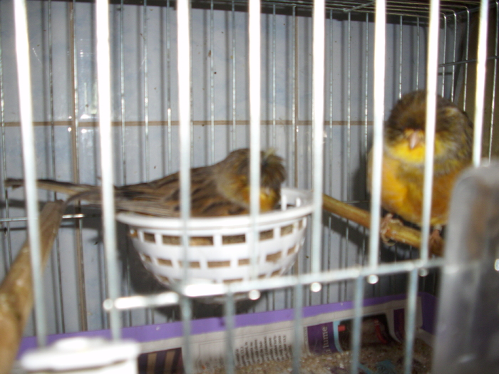 canari  2011 004