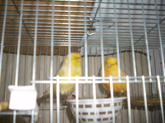 canari  2011 010