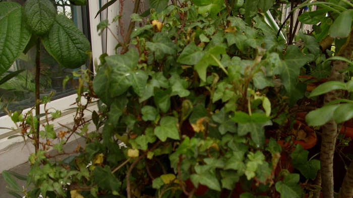 hedera helix - plantele mele