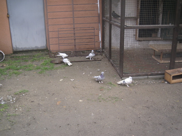 IMG_1096 - Tigani Shukro