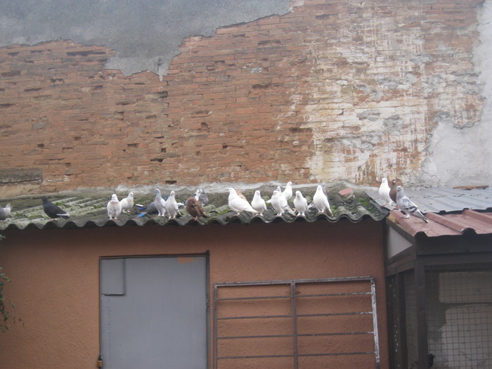 IMG_1097 - Tigani Shukro