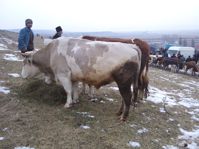 boi - tauri noi vitel bbb cumparat si tirg teius 2011-17 feb