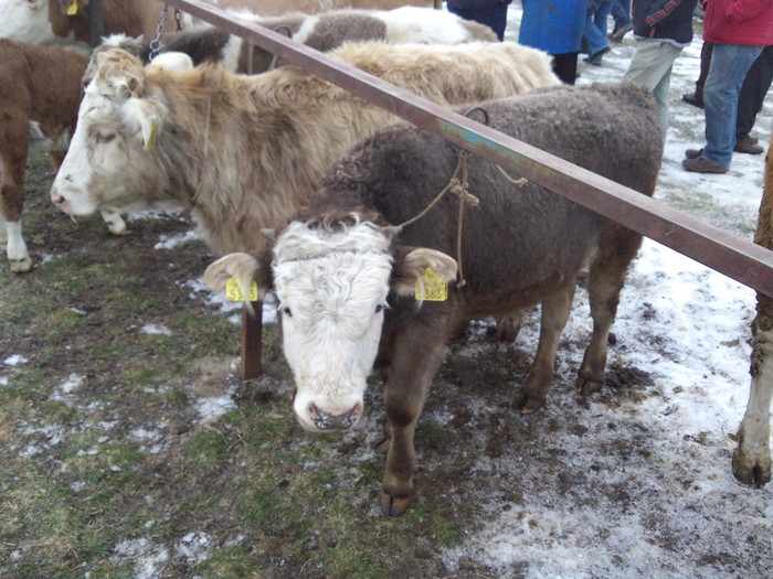 DSC02408 - tauri noi vitel bbb cumparat si tirg teius 2011-17 feb