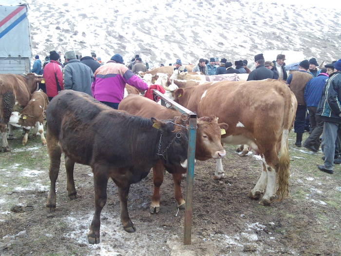 metisi - tauri noi vitel bbb cumparat si tirg teius 2011-17 feb