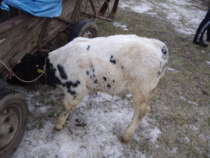 metis bbb - tauri noi vitel bbb cumparat si tirg teius 2011-17 feb