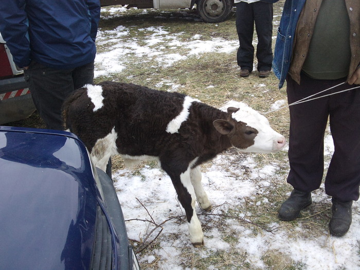 metis - tauri noi vitel bbb cumparat si tirg teius 2011-17 feb