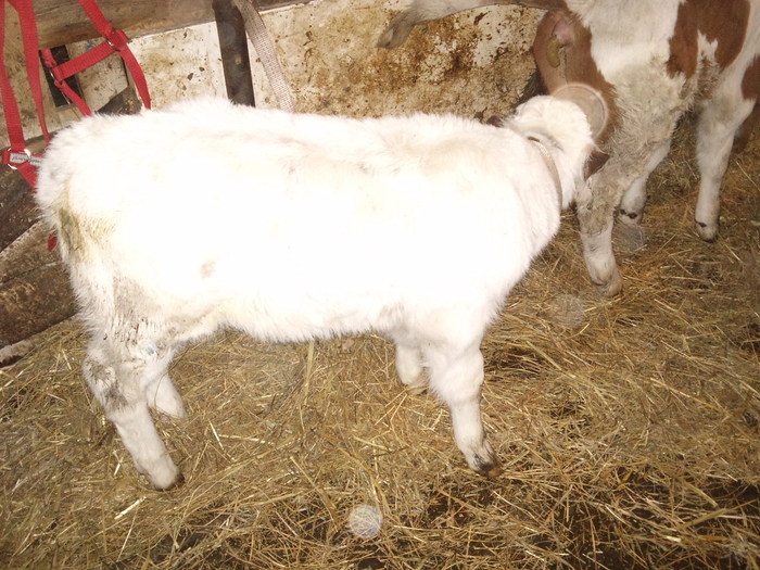 metis bbb 1 saptamina