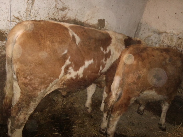 DSC02428 - tauri noi vitel bbb cumparat si tirg teius 2011-17 feb