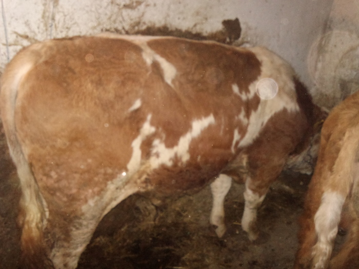 astazi cumparati pt monta cel mare