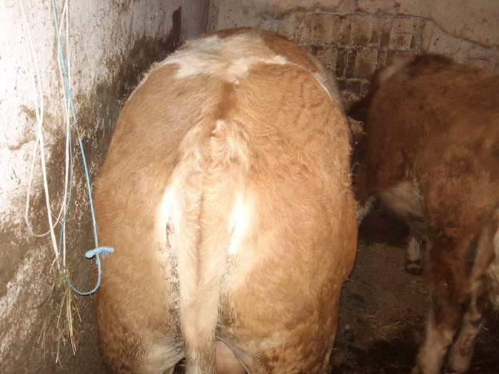 pt monta - tauri noi vitel bbb cumparat si tirg teius 2011-17 feb