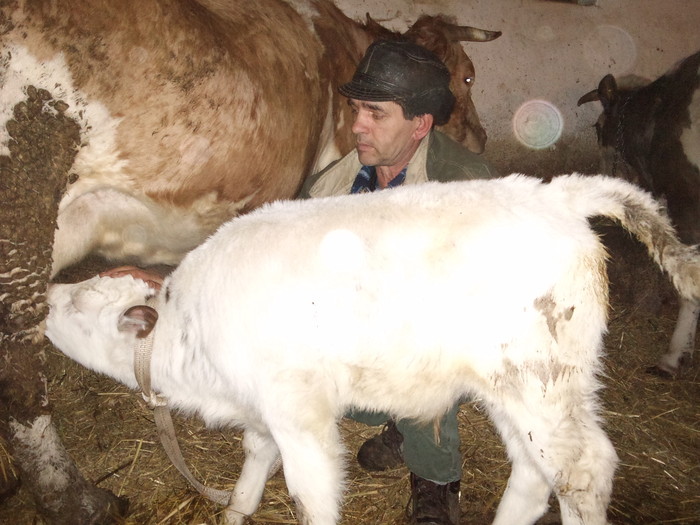 metis bbb cumparat azi pus la supt - tauri noi vitel bbb cumparat si tirg teius 2011-17 feb
