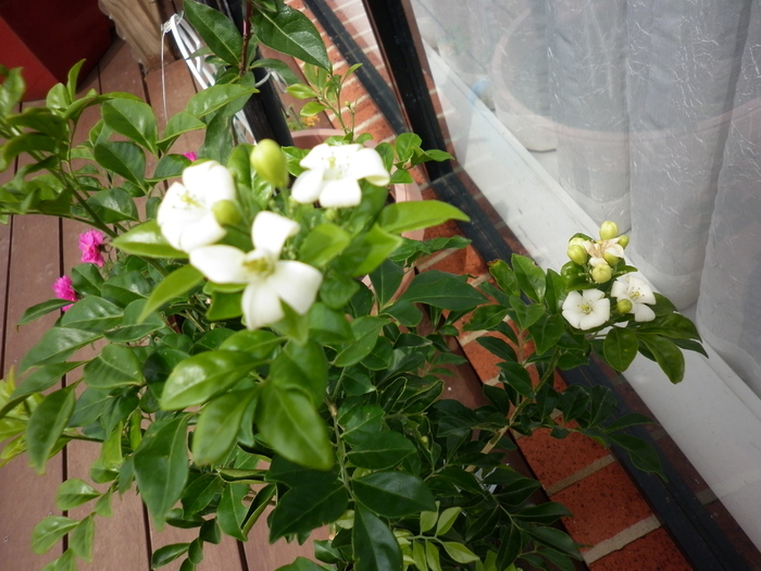 Murraya paniculata 18.02.11