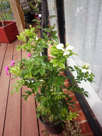 Murraya paniculata 18.02.11