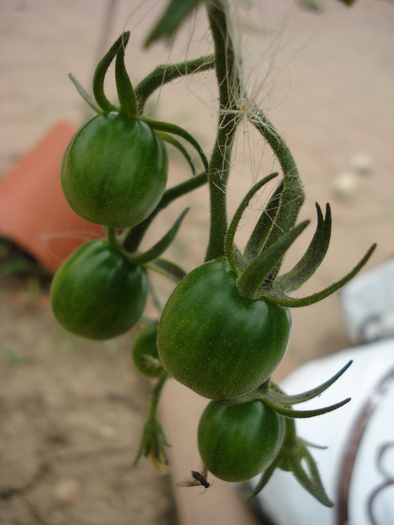 Tomato Sweet Million (2010, July 10)