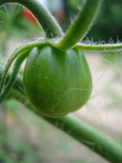 Tomato Sweet Million (2010, July 10)