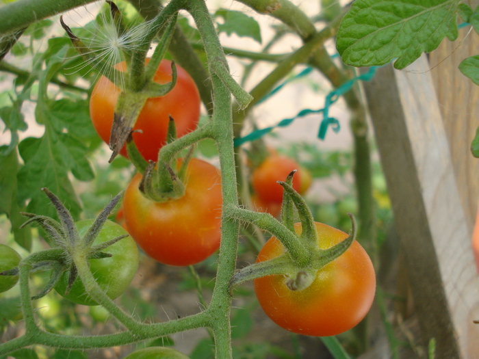 Tomato Sweet Million (2010, Aug.08)