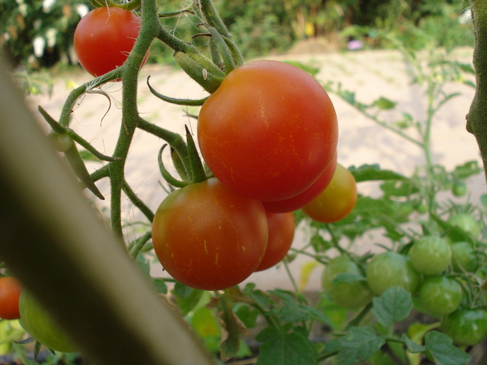 Tomato Sweet Million (2010, Aug.08)