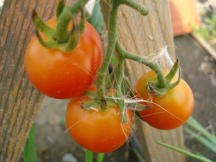 Tomato Sweet Million (2010, Aug.08) - Tomato Sweet Million