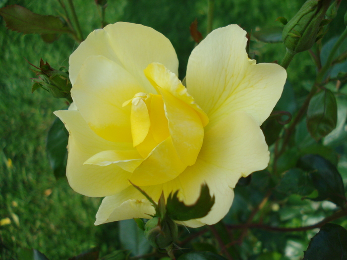 Rose Golden Showers (2010, July 02)