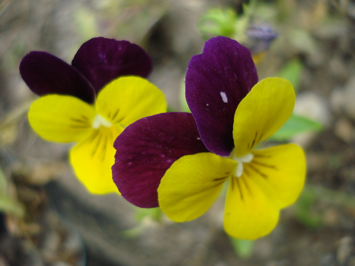 Penny Yellow Jump Up 07jul - Penny Yellow pansy