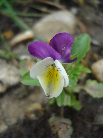 Penny Jump Up pansy, 04jul2010