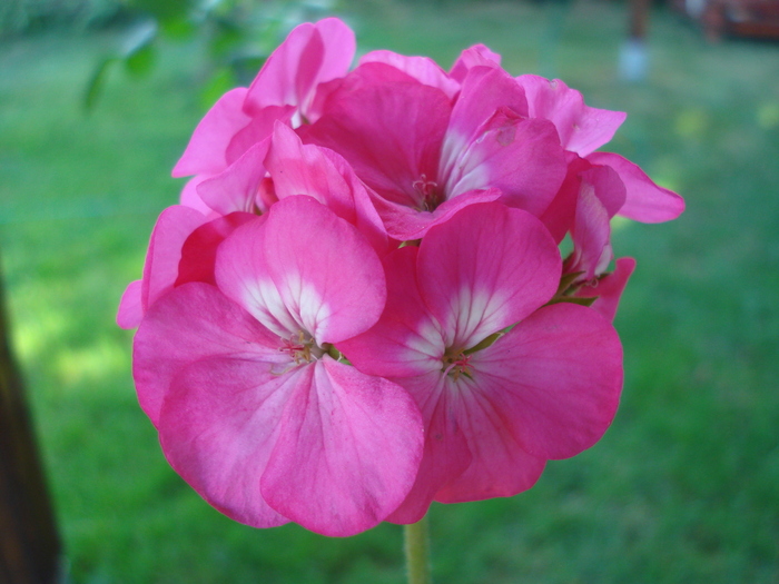 Orbit geranium Violet, 28aug2010 - Geranium Violet