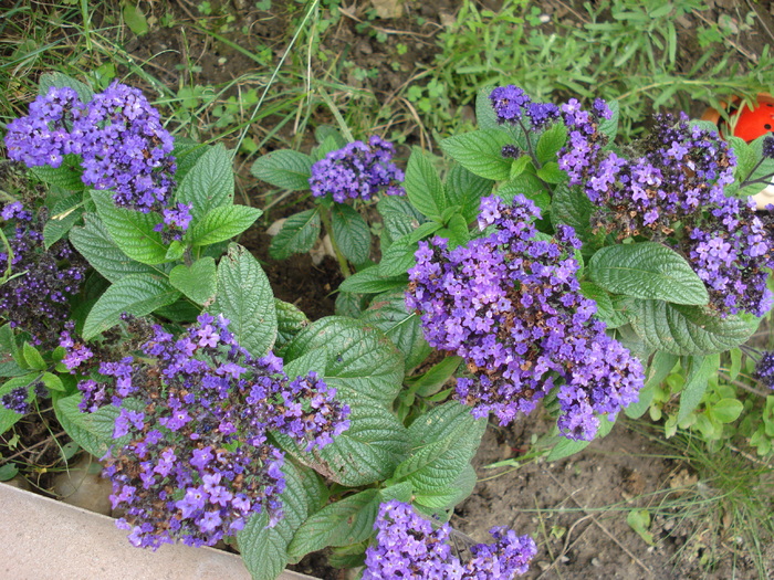 Garden Heliotrope (2010, July 02) - HELIOTROPE Heliotropium