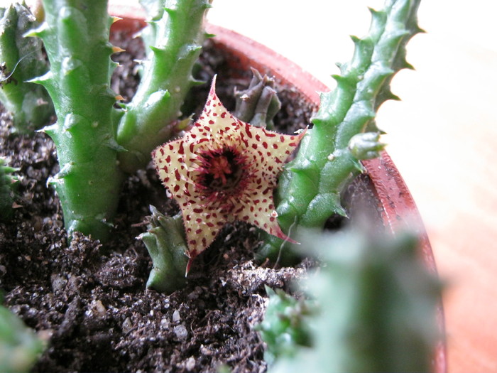 Huernia volkartii (7) - Asclepiadaceae