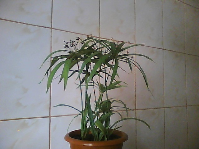 cyperus-de la Dianadia - florile mele