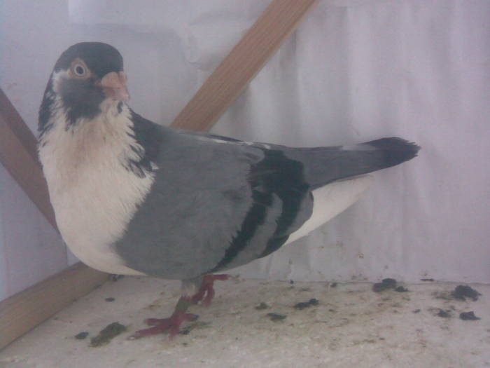 Dat la Mircea in Oradea - D- Porumbei JUCATORI DE GALATI VANDUTI Album 1