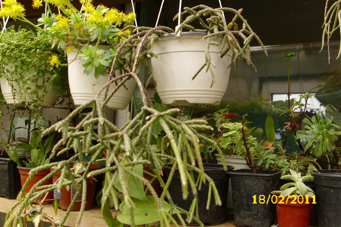 erythrorypsalis pilocarpa - plantele mele